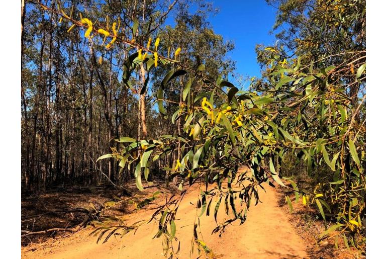 Acacia julifera ssp gilbertensis -17987