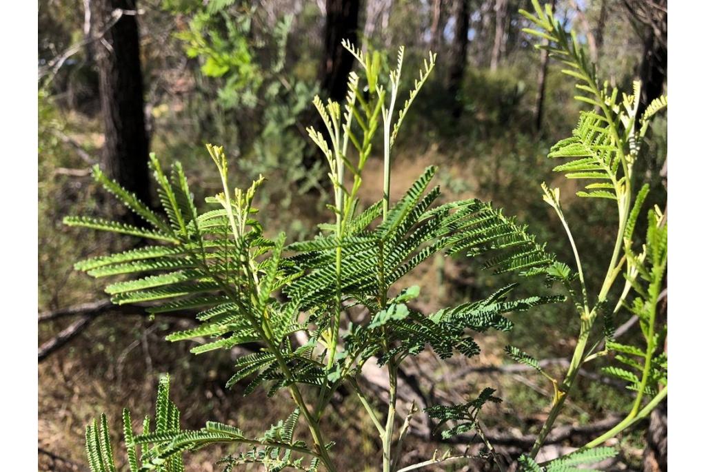 Noordelijke zilveracacia