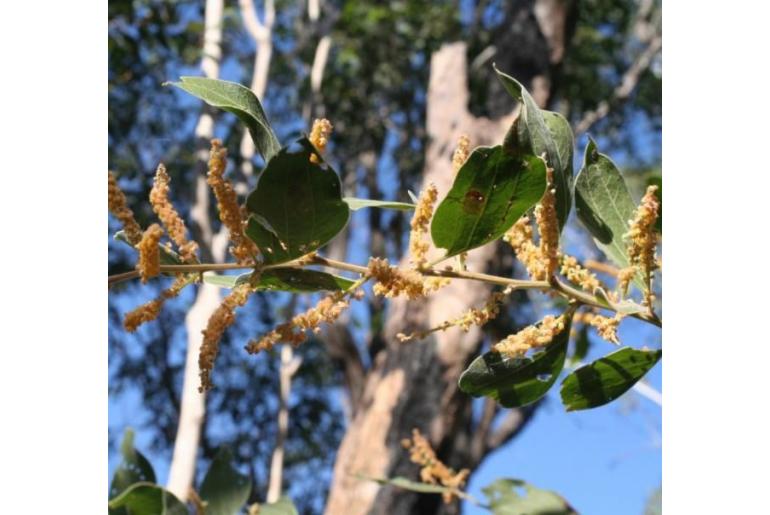 Acacia pellita -17997