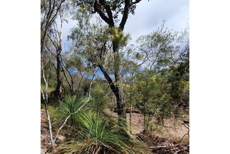 Acacia pubicosta -17999