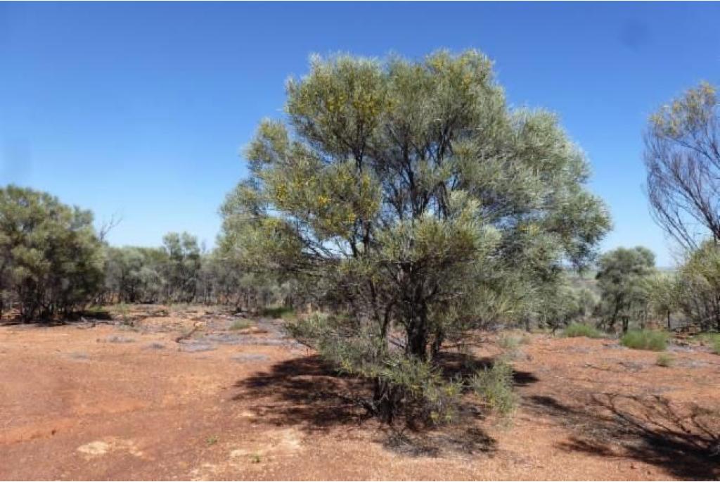 Shirley's acacia