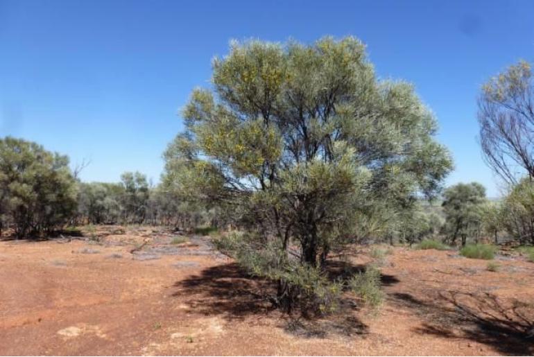 Acacia shirleyi -18000