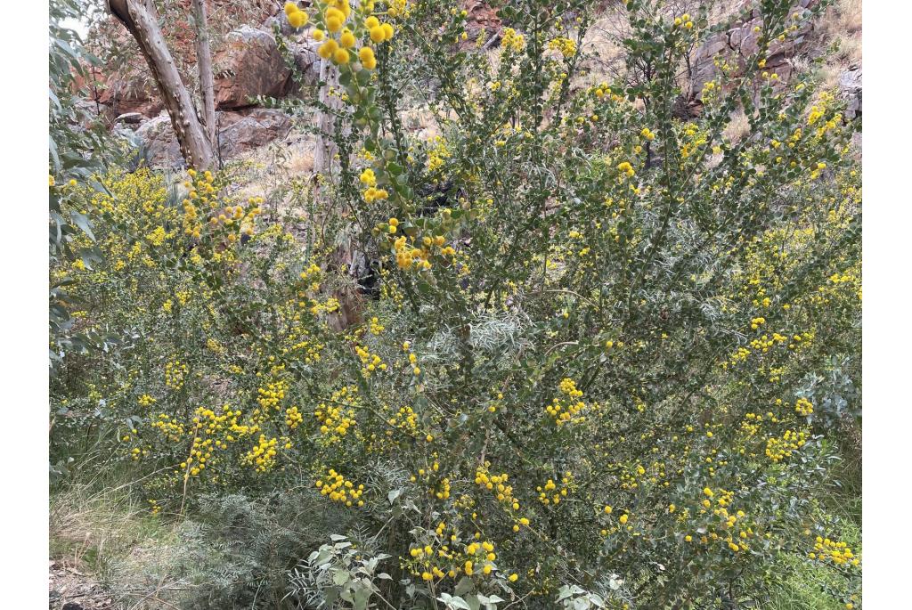 Rond bladerige Acacia