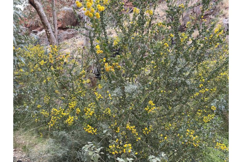 Acacia strongylophylla -18003