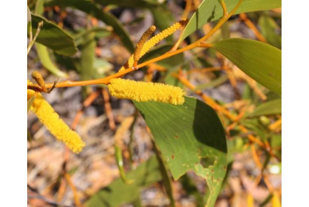 Gezwollen acacia