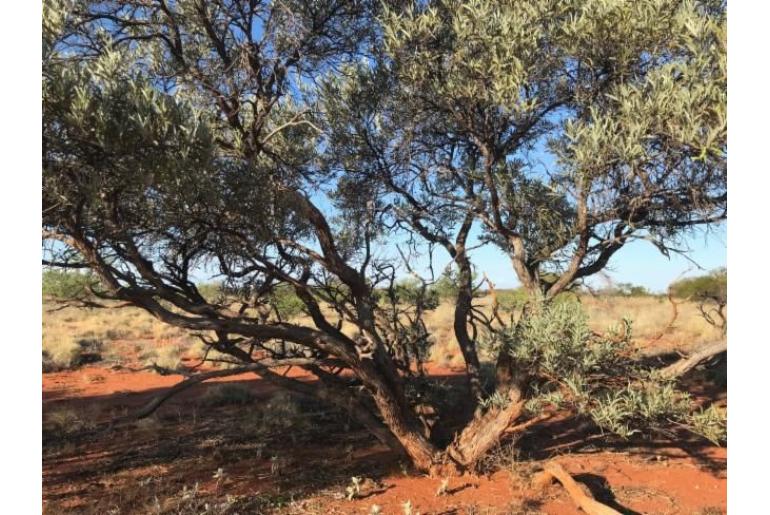 Acacia xiphophylla -18007