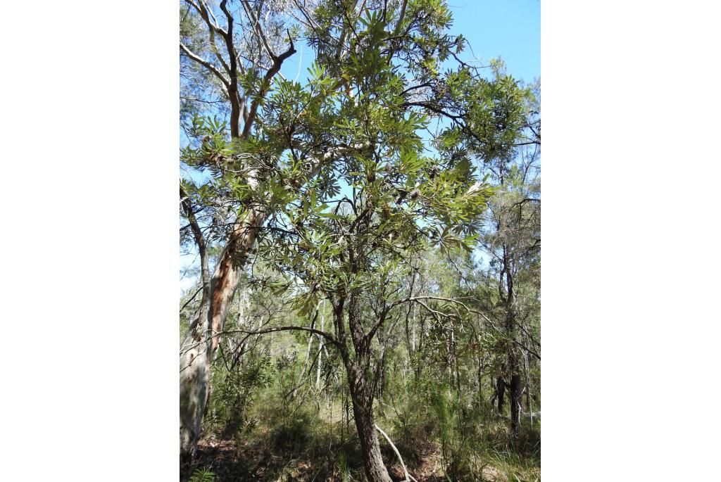 Breedbladige kust Banksia