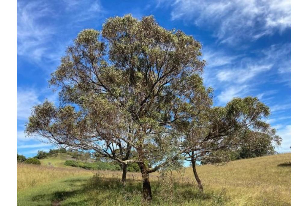 sikkelbladerige Eucalyptus