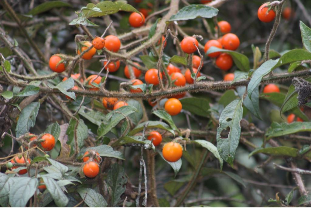 Aturen's Solanum