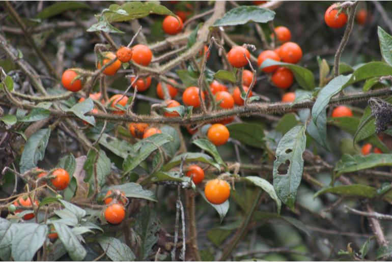 Solanum aturense -18040