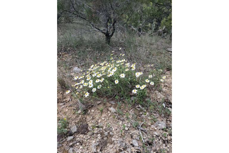 Melampodium leucanthum -18051