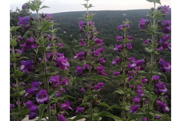 Penstemon hidalgensis -18053