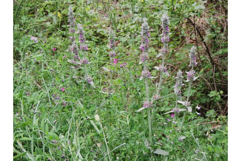 Stachys cretica ssp salviifolia -18060