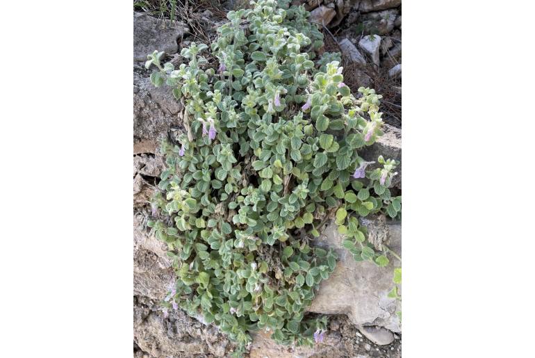 Stachys ionica -18061