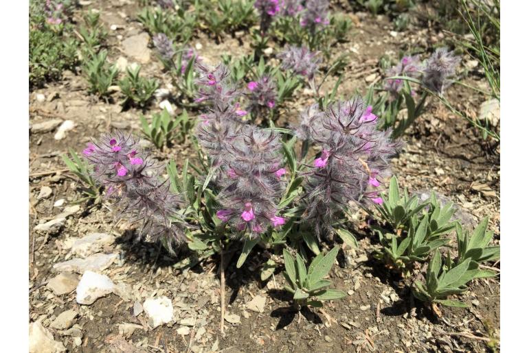 Stachys lavandulifolia -18062