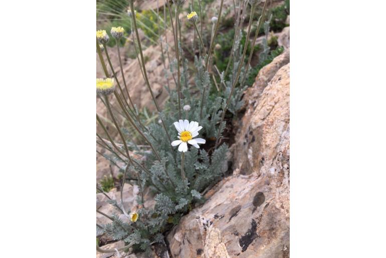 Tanacetum albipannosum -18064