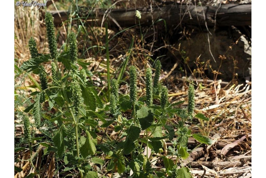 Lamium-bladige gamander