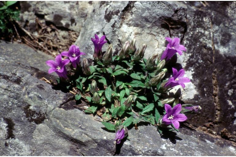 Campanula pelviformis -18072