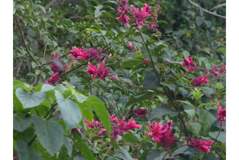 Salvia wagneriana -18094