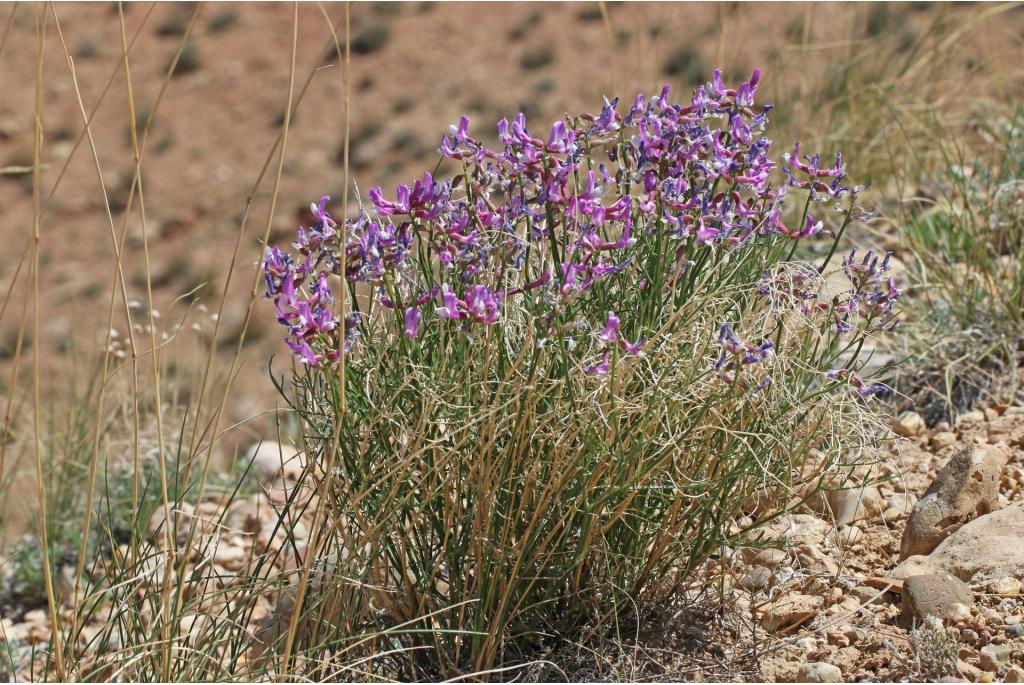 Dinosaurus astragalus