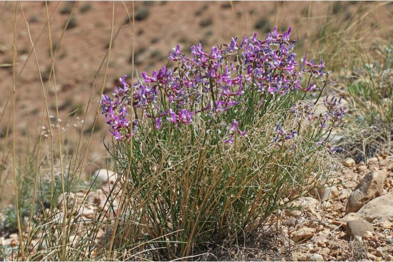 Astragalus saurinus -18152