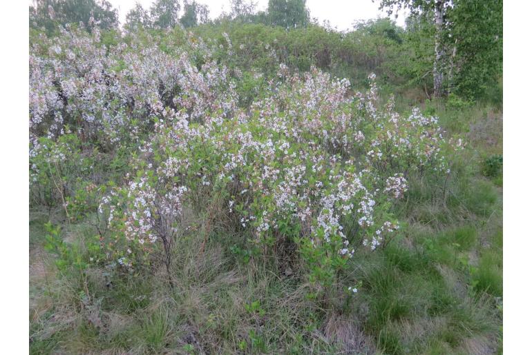 Prunus tomentosa -18170