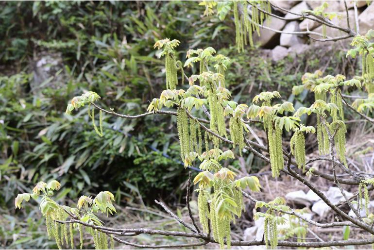 Rhus chinensis -18174