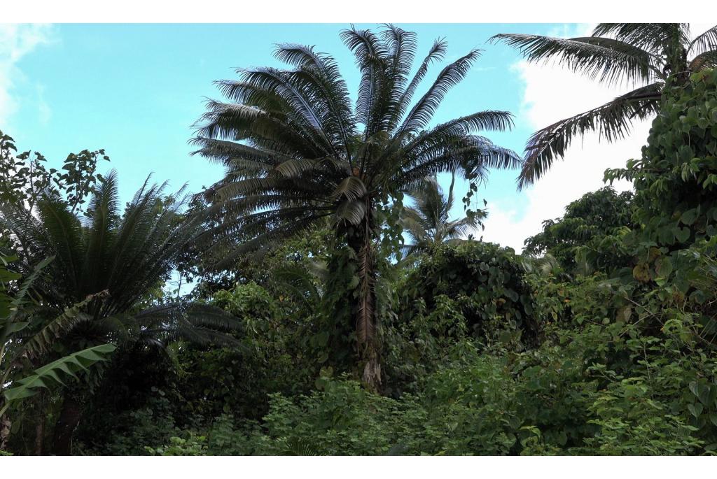 Thouars' cycas