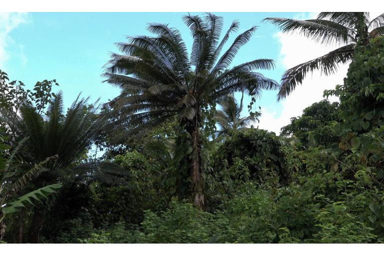 Cycas thouarsii -18206