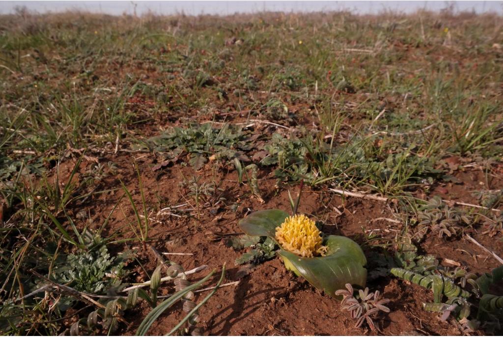 Daubenya met stijlen