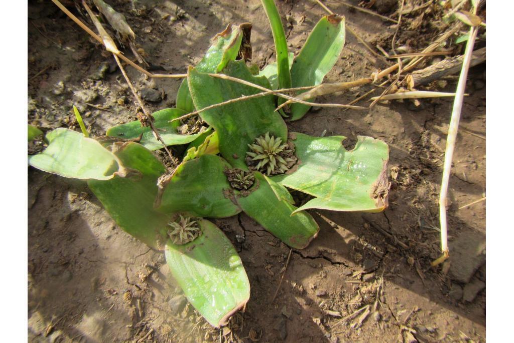 Getufte daubenya