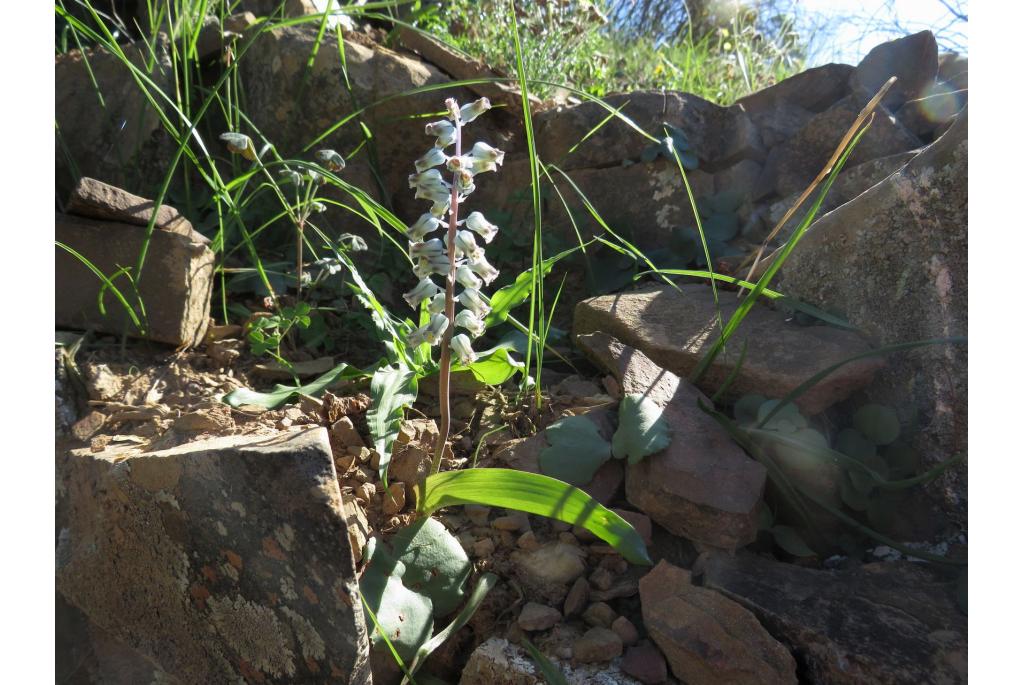 Bolus' lachenalia