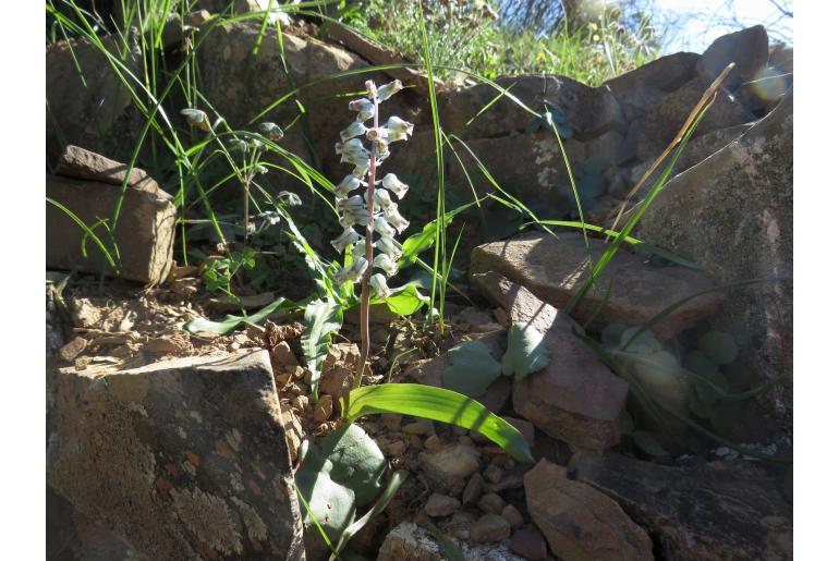 Lachenalia bolusii -18222