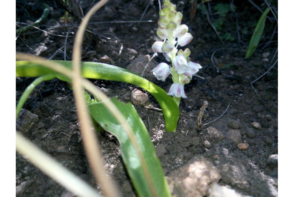 Convallaria-achtige lachenalia