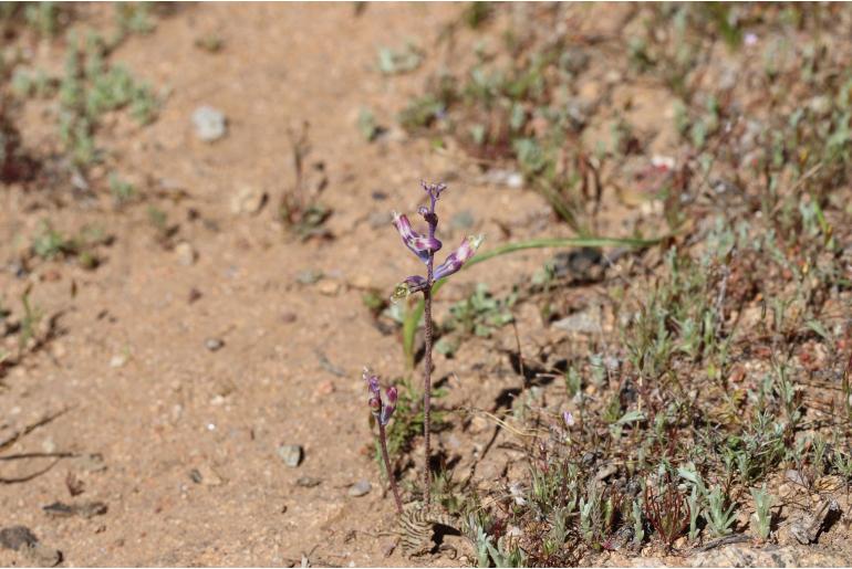 Lachenalia schlechteri -18224