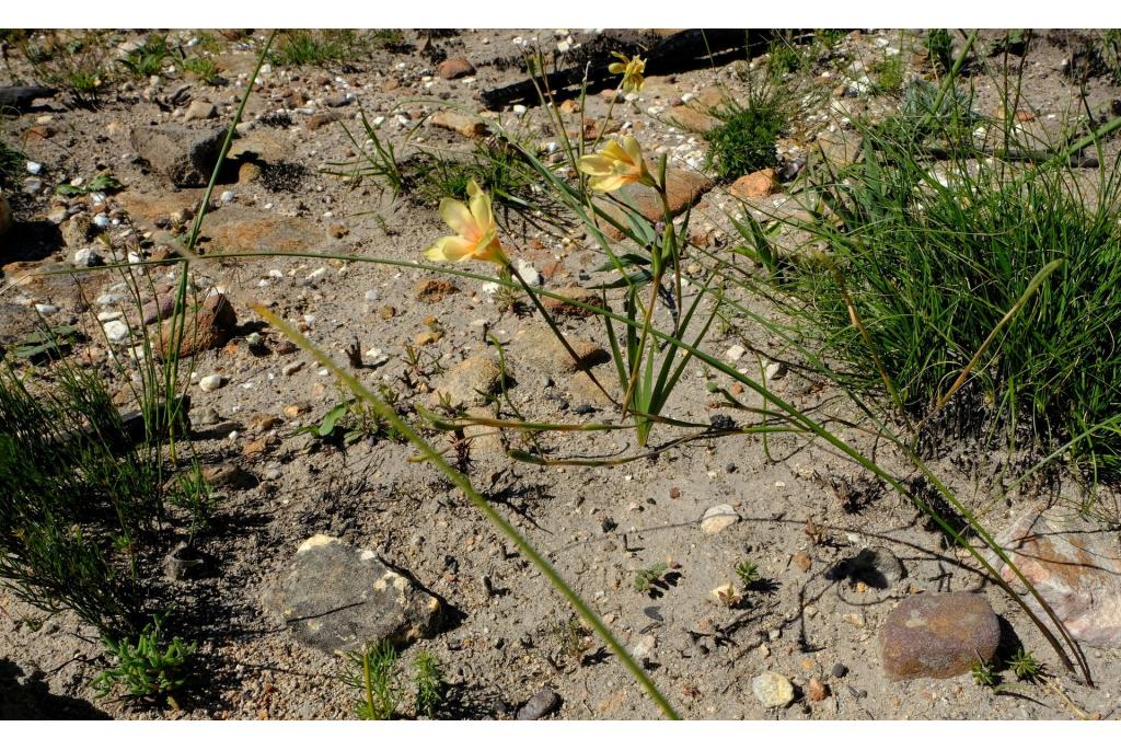 Compton's moraea