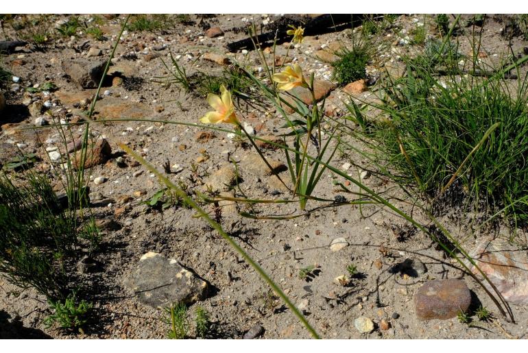 Moraea comptonii -18228