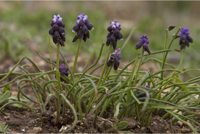 Muscari anatolicum -18230