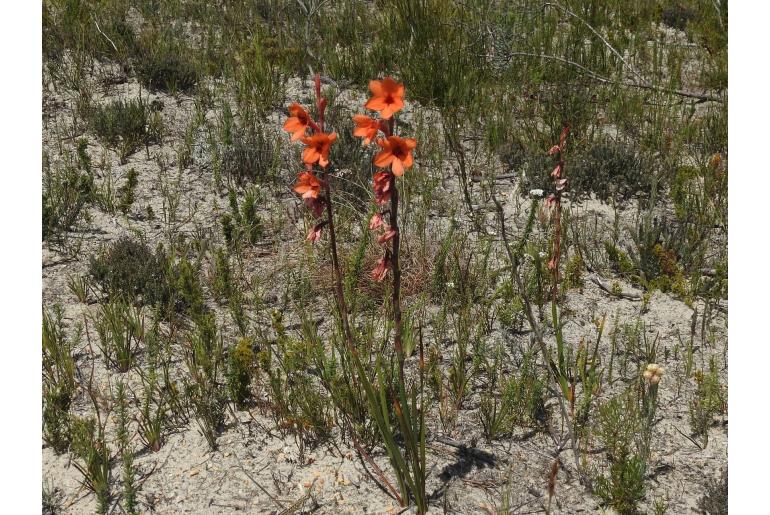 Watsonia stenosiphon -18236