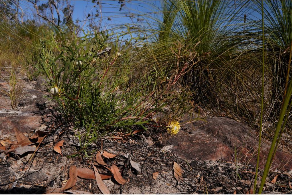 Opmerkelijke bladsteel isopogon