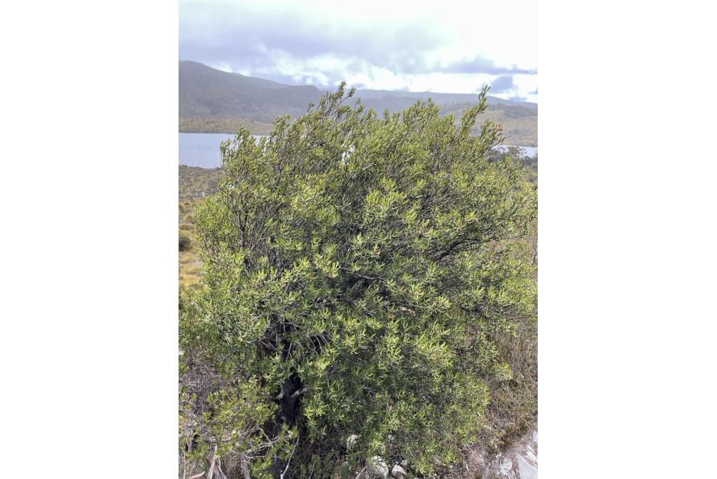 Gunn's Persoonia