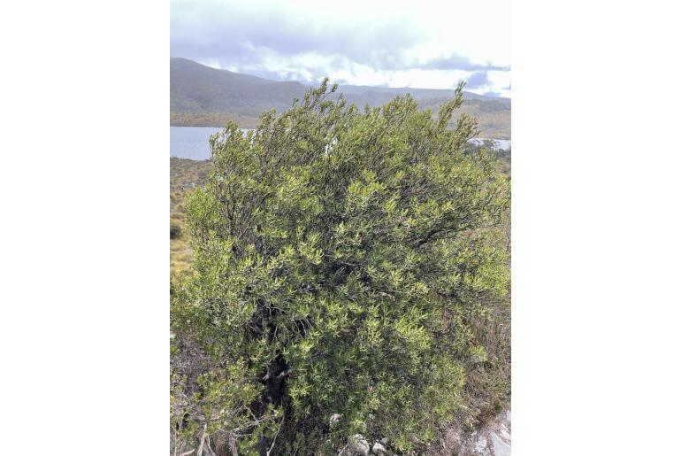 Persoonia gunnii -18243