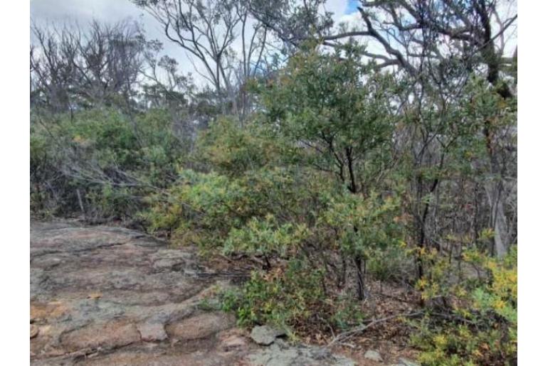 Acacia pycnostachya -18244