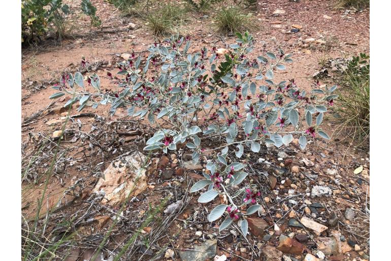 Indigofera monophylla -18245