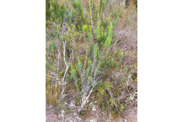 Allocasuarina zephyrea -18247