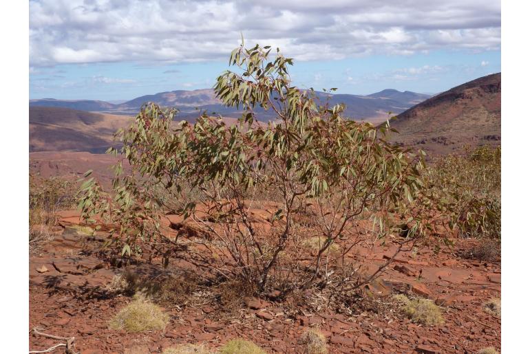 Eucalyptus kingsmillii -18254