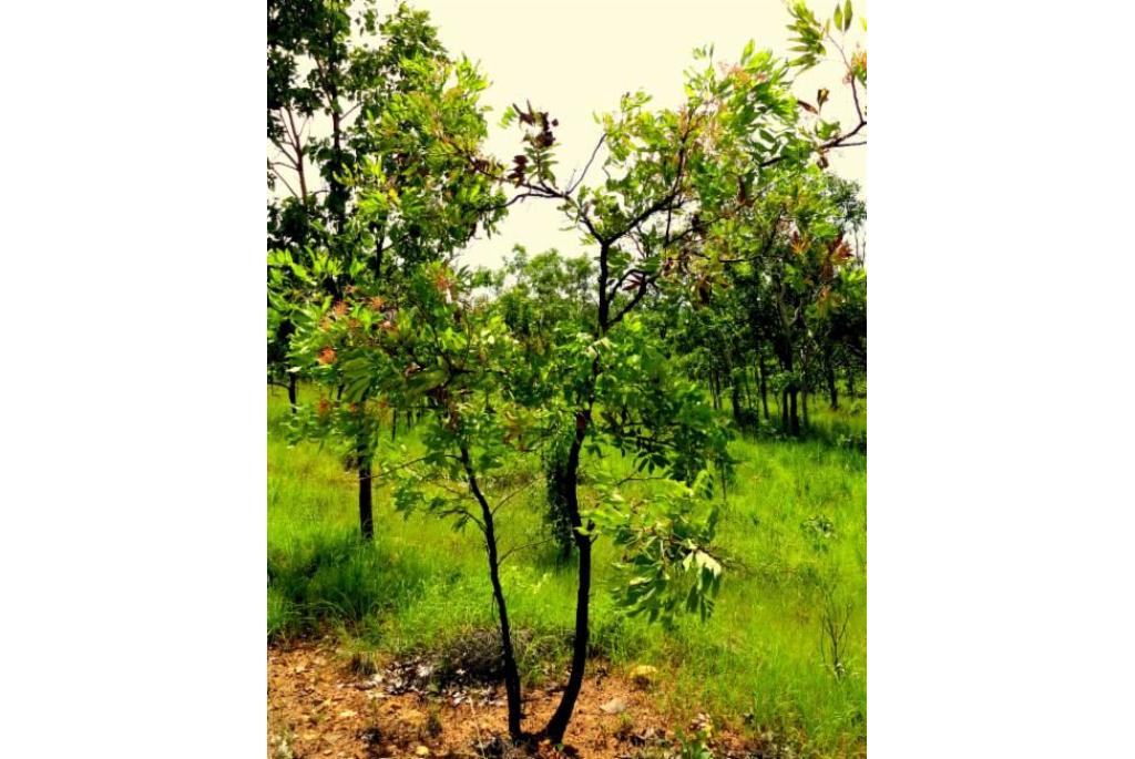 Vallend grevillea