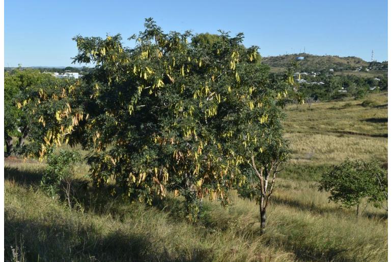 Albizia lebbeck -18257