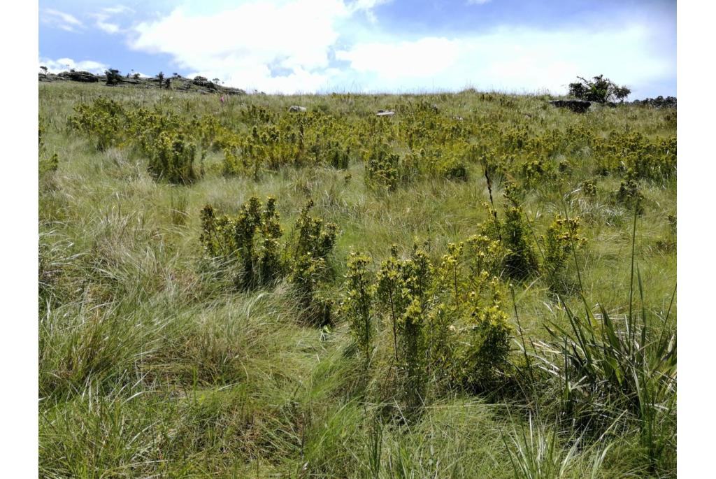 Natal speerbladige leucadendron