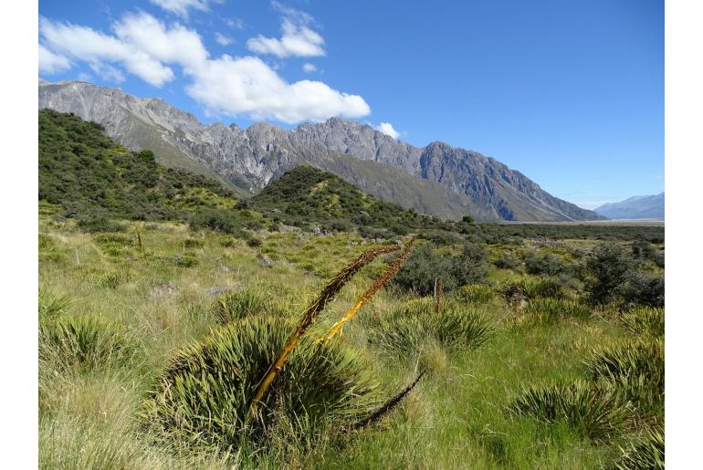 Aciphylla aurea -18267